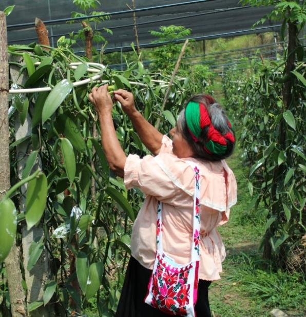Tenek woman farming vanilla.